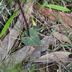 Acianthus exsertus at suppressed - suppressed