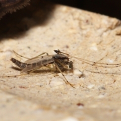 Chironomidae (family) at Wellington Point, QLD - suppressed