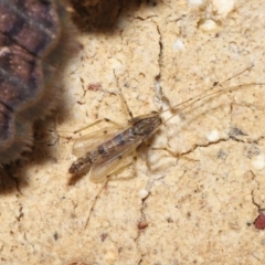 Chironomidae (family) at Wellington Point, QLD - suppressed