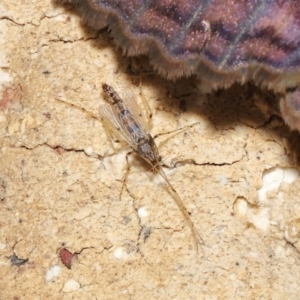 Chironomidae (family) at Wellington Point, QLD - suppressed