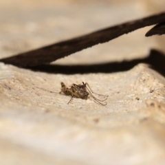 Chironomidae (family) at Wellington Point, QLD - suppressed