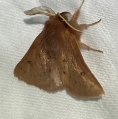 Anthela ferruginosa at Numeralla, NSW - 11 Mar 2022 by Steve_Bok