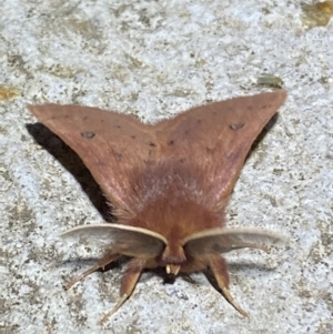 Anthela ferruginosa at Numeralla, NSW - 12 Mar 2022