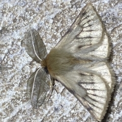 Pterolocera (genus) (Antheliid moth) at Numeralla, NSW - 11 Mar 2022 by SteveBorkowskis