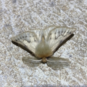 Pterolocera (genus) at Numeralla, NSW - suppressed