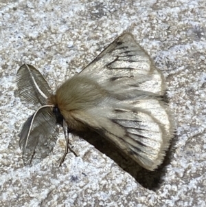 Pterolocera (genus) at Numeralla, NSW - 12 Mar 2022