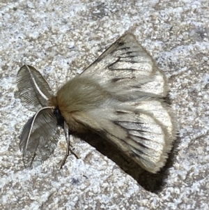 Pterolocera (genus) at Numeralla, NSW - suppressed