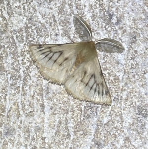Pterolocera (genus) at Numeralla, NSW - 12 Mar 2022