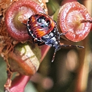 Oechalia schellenbergii at Gundaroo, NSW - 10 Mar 2022