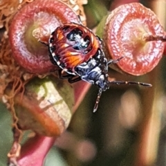 Oechalia schellenbergii (Spined Predatory Shield Bug) at Gundaroo, NSW - 10 Mar 2022 by Gunyijan