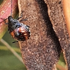 Oechalia schellenbergii at Gundaroo, NSW - 10 Mar 2022