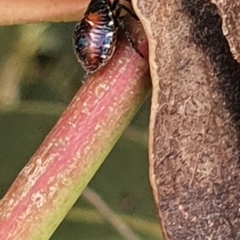 Oechalia schellenbergii at Gundaroo, NSW - 10 Mar 2022