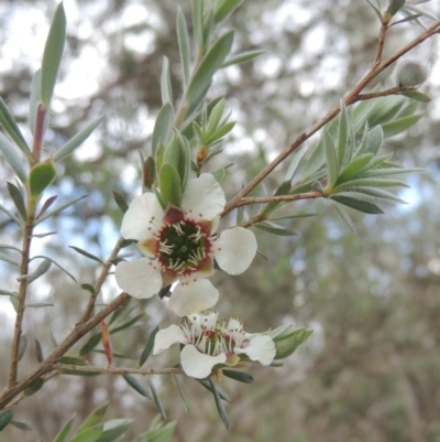 Leptospermum lanigerum (Woolly Teatree) at Paddys River, ACT - 30 Nov 2021 by MichaelBedingfield