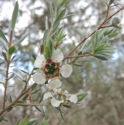 Leptospermum lanigerum (Woolly Teatree) at Tidbinbilla Nature Reserve - 30 Nov 2021 by michaelb