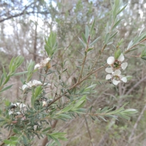 Leptospermum lanigerum at Paddys River, ACT - 30 Nov 2021