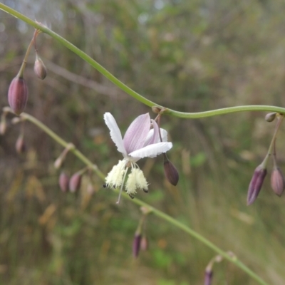 Arthropodium milleflorum (Vanilla Lily) at Paddys River, ACT - 30 Nov 2021 by michaelb