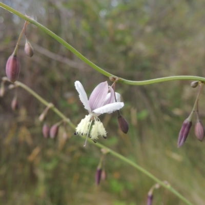 Arthropodium milleflorum (Vanilla Lily) at Paddys River, ACT - 30 Nov 2021 by MichaelBedingfield