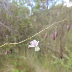 Arthropodium milleflorum at Paddys River, ACT - 30 Nov 2021 03:52 PM