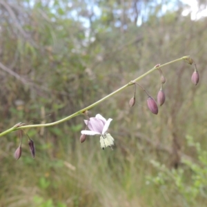 Arthropodium milleflorum at Paddys River, ACT - 30 Nov 2021 03:52 PM