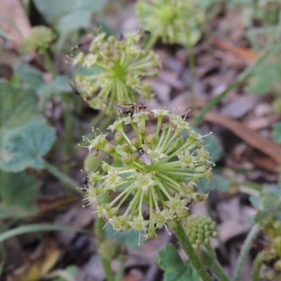 Hydrocotyle laxiflora (Stinking Pennywort) at Tidbinbilla Nature Reserve - 30 Nov 2021 by michaelb