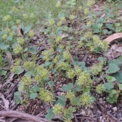 Hydrocotyle laxiflora at Paddys River, ACT - 30 Nov 2021