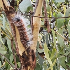 Anthela varia (Hairy Mary) at Gundaroo, NSW - 10 Mar 2022 by Gunyijan