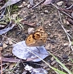 Heteronympha merope (Common Brown Butterfly) at Curtin, ACT - 12 Mar 2022 by RAllen