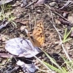 Heteronympha merope at Curtin, ACT - 12 Mar 2022