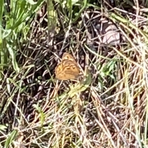 Heteronympha merope at Curtin, ACT - 12 Mar 2022