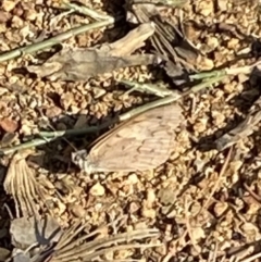 Heteronympha merope at Curtin, ACT - 12 Mar 2022