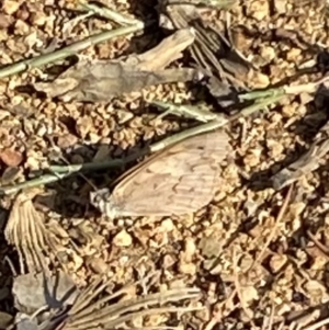 Heteronympha merope at Curtin, ACT - 12 Mar 2022