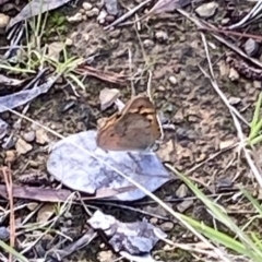 Heteronympha merope at Curtin, ACT - 12 Mar 2022