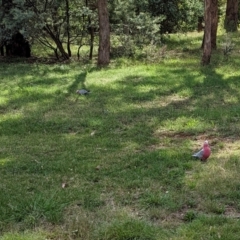 Eolophus roseicapilla (Galah) at Watson Green Space - 12 Mar 2022 by AniseStar