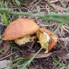 Unidentified Bolete - Fleshy texture, stem central (more-or-less) (TBC) at Watson, ACT - 12 Mar 2022 by AniseStar