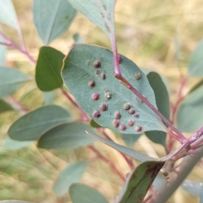 Ophelimus maskellii (Eucalyptus Gall Wasp) at Watson Green Space - 12 Mar 2022 by AniseStar