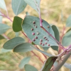 Ophelimus maskellii (TBC) at Watson, ACT - 12 Mar 2022 by AniseStar