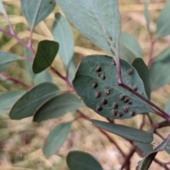 Ophelimus maskellii at Watson, ACT - 12 Mar 2022