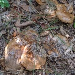 Suillus granulatus at Watson, ACT - 12 Mar 2022 by AniseStar