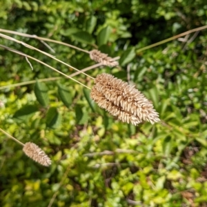 Phalaris aquatica at Watson, ACT - 12 Mar 2022