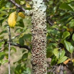 Flavoparmelia sp. (Flavoparmelia Lichen) at Watson, ACT - 12 Mar 2022 by AniseStar