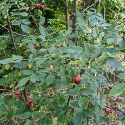 Rosa canina (Dog Rose) at Watson, ACT - 12 Mar 2022 by AniseStar