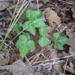 Hedera sp. (helix or hibernica) (Ivy) at Watson, ACT - 12 Mar 2022 by AniseStar