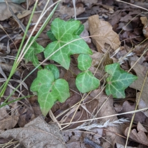 Hedera sp. (helix or hibernica) at Watson Green Space - 12 Mar 2022