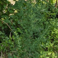 Genista monspessulana at Watson, ACT - 12 Mar 2022