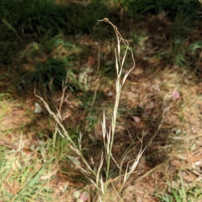Austrostipa bigeniculata (Kneed Speargrass) at Watson Green Space - 12 Mar 2022 by AniseStar