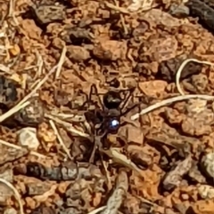 Iridomyrmex purpureus (Meat Ant) at Watson Green Space - 12 Mar 2022 by AniseStar