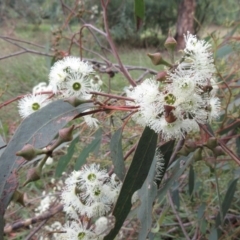 Eucalyptus macrorhyncha (Red Stringybark) at Hawker, ACT - 10 Mar 2022 by sangio7