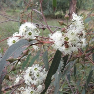 Eucalyptus macrorhyncha at Hawker, ACT - 10 Mar 2022