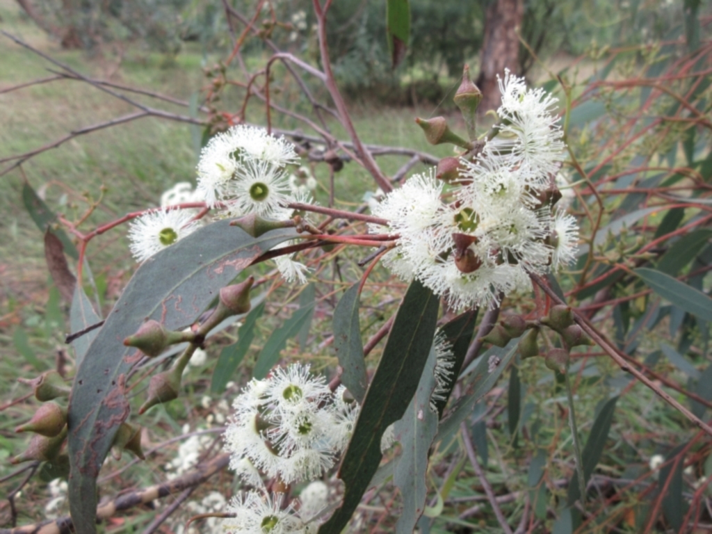 Eucalyptus macrorhyncha at Hawker, ACT - 10 Mar 2022