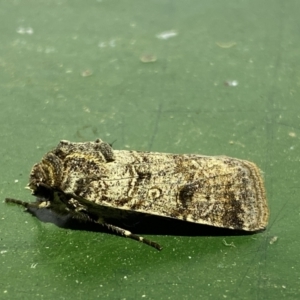 Agrotis porphyricollis at Numeralla, NSW - suppressed